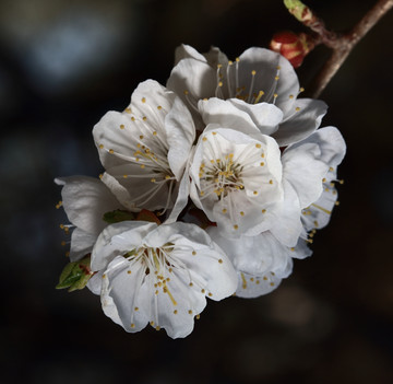 梅花 春梅 寒梅 小桃红 花