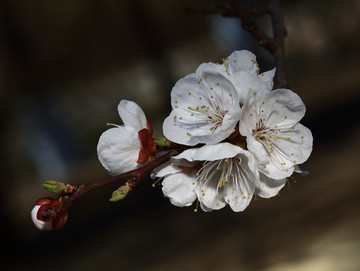 梅花 春梅 寒梅 小桃红 花