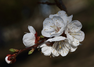 梅花 春梅 寒梅 小桃红 花