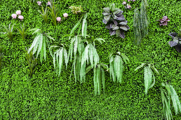 植物墙 绿色背景
