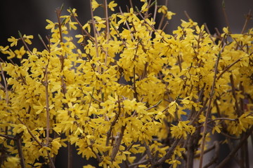 迎春花 花 黄花 春天