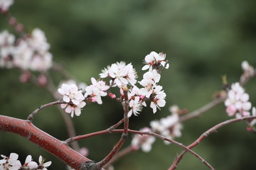 春天 桃花 桃红 花