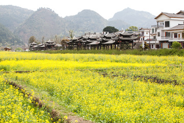 油菜花田