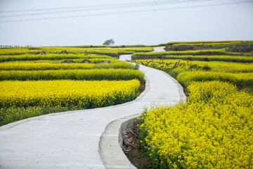 油菜花田