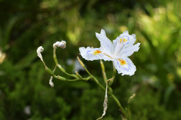 鸢尾花