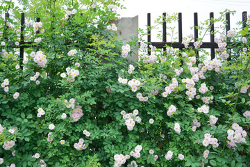 蔷薇植物花墙