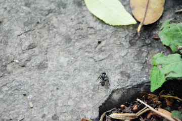 黑蚂蚁
