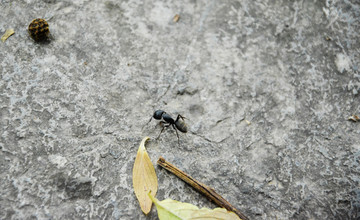 大蚂蚁