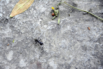 大蚂蚁