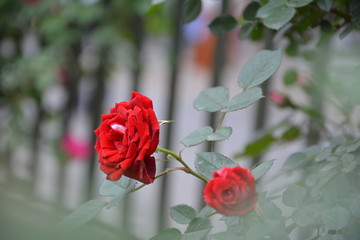 红蔷薇