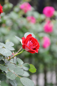 红蔷薇