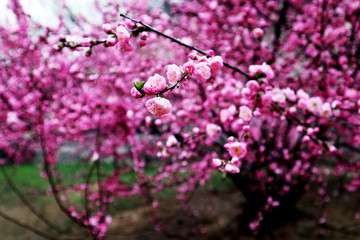 花蕾 花蕊 果园 粉桃花