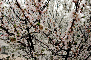 花蕾 花蕊 果园 粉桃花