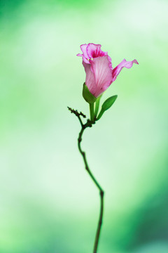 紫荆花