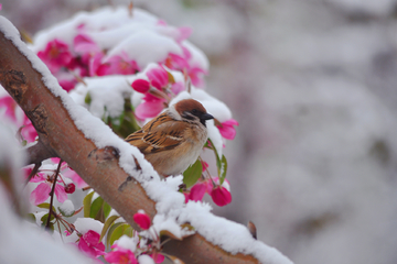 雪中麻雀摄影图片