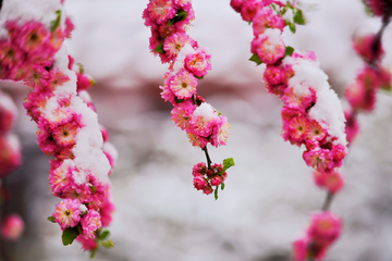 雪中梅花摄影图片