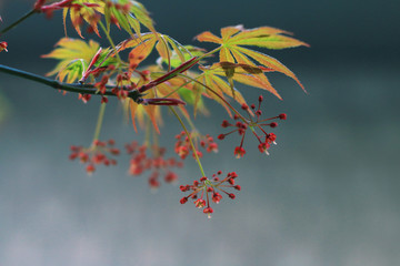 鸡爪槭