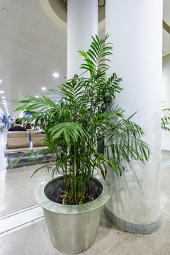 机场候机厅盆栽