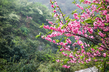 桃花岭古道