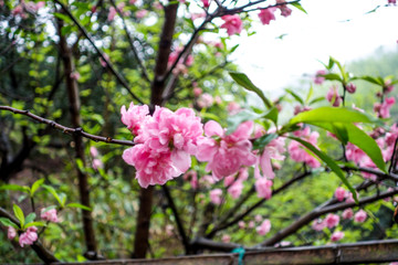 桃花岭古道