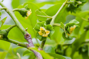 柿子花 柿子树