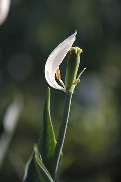 郁金香花开