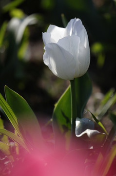 郁金香花开