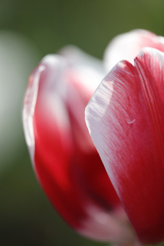 郁金香花开