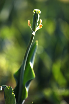 郁金香花开