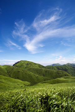 高山草甸高山草原