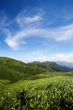 高山草甸高山草原