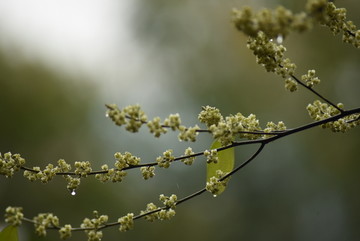 花枝