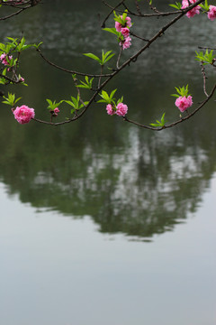 桃花湖水