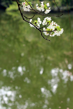 春花灿烂