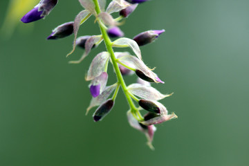 紫藤花苞