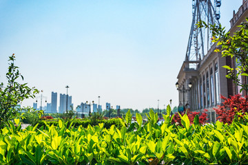 城市植物