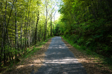 公园道路