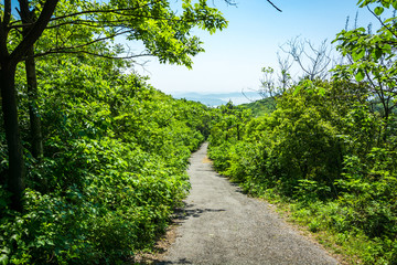 公园道路