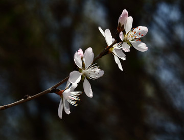 梅花 春梅 寒梅 小桃红 花