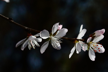 梅花 春梅 寒梅 小桃红 花