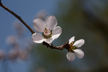 梅花 春梅 寒梅 小桃红 花