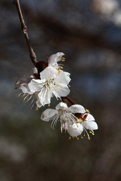 梅花 春梅 寒梅 小桃红 花