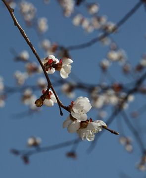 梅花 春梅 寒梅 小桃红 花