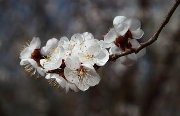 梅花 春梅 寒梅 小桃红 花