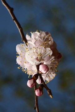 梅花 春梅 寒梅 小桃红 花