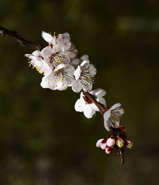 梅花 春梅 寒梅 小桃红 花