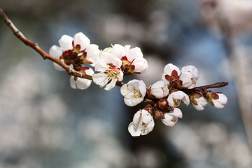 梅花 春梅 寒梅 小桃红 花