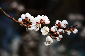 梅花 春梅 寒梅 小桃红 花