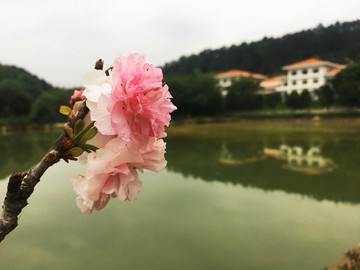 樱花 关山樱