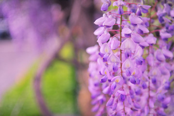 紫藤花背景